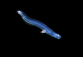 Unidentified deep water Cusk Eel with a parasite attached. Photographed during a Blackwater drift dive in open ocean at 20-40 feet with the bottom at 600 plus feet below. Palm Beach, Florida, U.S.A. Atlantic Ocean