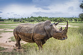 Southern white rhinoceros (Ceratotherium simum simum) in wide angle view in Hlane royal National park, Swaziland scenery