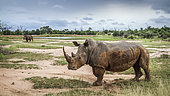 Two Southern white rhinoceros (Ceratotherium simum simum) in wide angle view in Hlane royal National park, Swaziland scenery