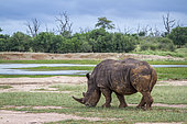 Southern white rhinoceros (Ceratotherium simum simum) grazing in Hlane royal National park, Swaziland scenery