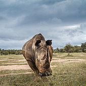 Southern white rhinoceros (Ceratotherium simum simum) wide angle front view in Hlane royal National park, Swaziland