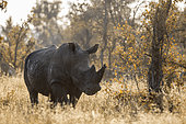 Southern white rhinoceros (Ceratotherium simum simum) backlit front view in Kruger National park, South Africa