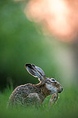 Hare (Lepus europaeus) in afternoon. Slovakia