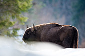 Bison (Bison bonasus) in snow in morning, Slovakia