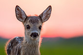 Roe deer (Capreolus capreolus) young in afternoon, Slovakia