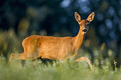 Roe deer (Capreolus capreolus) in afternoon, Slovakia