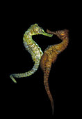Mating pair of Longsnout Seahorses, Hippocampus reidi, Blue Heron Bridge, Lake Worth Lagoon, Riviera Beach, Florida, U.S.A. Atlantic Ocean.