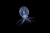 tiny Diamond squid, Thysanoteuthis rhombus. Blackwater drift dive in open ocean at 20-40 feet with bottom at 500 plus feet below. Palm Beach, Florida, U.S.A. Atlantic Ocean