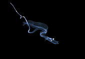 Deep water Dragonfish, Bathophilus larva. Family Melanostomiidae. Photographed at night during a black water drift dive at 60 feet with the bottom over 500 feet below, Palm Beach, Florida, U.S.A. Atlantic Ocean.