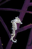 Dwarf Seahorse, Hippocampus zosterae, Key Largo, Florida, U.S.A. Atlantic Ocean.