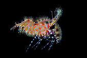 Marbled Shrimp, Saron Shrimp or Broken-back Shrimp, Hippolytidae sp., Father Reefs, Bismark Sea, West New Britain, Papua New Guinea, Pacific Ocean