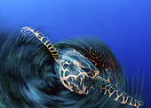 Hawksbill sea turtle, Eretmochelys imbricata, portrait shot artistically with a slow shutter speed while rotating the camera. Father Reefs, Bismark Sea, West New Britain, Papua New Guinea, Pacific Ocean