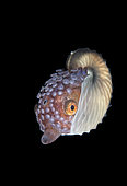 female Paper Nautilus, Argonauta species, photographed during a blackwater dive in 70 feet of water in Anilao, Philippines, Pacific Ocean.