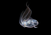 A two inch long deep water Diamond Squid, Thysanoteuthis rhombus, makes an appearance during a black water drift dive near the surface in waters 600 feet deep, Palm Beach, Florida, U.S.A. Atlantic Ocean.