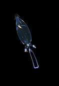 A Glass Squid, Cranchiidae, photographed at 90 feet in 600 foot depths off Palm Beach, Florida during a blackwater dive. Atlantic Ocean.