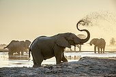 African elephants (Loxodonta africana), sprayed with mud at a waterhole, Nxai Pan National Park, Ngamiland, Botswana, Africa