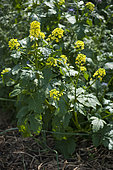 White mustard (Sinapis alba). Flowers