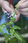 Pruning with a pruning stem of Basil (Ocimum basilicum) to promote new growth.