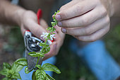 Pruning with a pruning stem of Basil (Ocimum basilicum) to promote new growth.