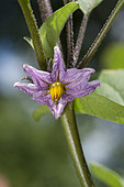 Eggplant 'Birgah' flower