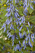 Trumpet Spurflower (Isodon longitubus) in bloom