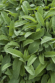 Kitchen sage (Salvia officinalis)