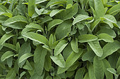 Kitchen sage (Salvia officinalis)