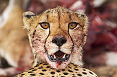 Cheetah (Acinonyx jubatus). Female. Has been feeding on a springbok (Antidorcas marsupialis). Kalahari Desert, Kgalagadi Transfrontier Park, South Africa.