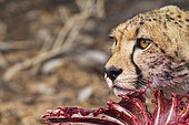 Cheetah (Acinonyx jubatus). Female. Feeding on a springbok (Antidorcas marsupialis). Kalahari Desert, Kgalagadi Transfrontier Park, South Africa.