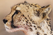 Cheetah (Acinonyx jubatus). Subadult female. Has been feeding on a springbok (Antidorcas marsupialis). Kalahari Desert, Kgalagadi Transfrontier Park, South Africa.