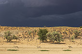 Cheetah (Acinonyx jubatus). Female walking in front of her two subadult male cubs in the dry and barren Auob riverbed. Behind them a thunderstorm. Kalahari Desert, Kgalagadi Transfrontier Park, South Africa.