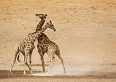 Southern Giraffe (Giraffa giraffa). Fighting males in the dry and barren Auob riverbed, raising a lot of dust. Kalahari Desert, Kgalagadi Transfrontier Park, South Africa.