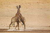 Southern Giraffe (Giraffa giraffa). Fighting males in the dry and barren Auob riverbed, raising a lot of dust. Kalahari Desert, Kgalagadi Transfrontier Park, South Africa.