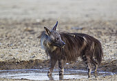 Brown Hyaena (Hyaena brunnea). At a waterhole. Kalahari Desert, Kgalagadi Transfrontier Park, South Africa.