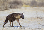 Brown Hyaena (Hyaena brunnea). Walking towards a waterhole. Kalahari Desert, Kgalagadi Transfrontier Park, South Africa.