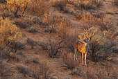 Greater Kudu (Tragelaphus strepsiceros). Male. In the evening at a grass-grown sand dune. Kalahari Desert, Kgalagadi Transfrontier Park, South Africa.