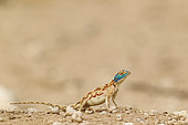 Ground Agama (Agama aculeata). Female. Kalahari Desert, Kgalagadi Transfrontier Park, South Africa.