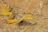 Cape Cobra (Naja nivea). Hunting and spreading its broad hood. Kalahari Desert, Kgalagadi Transfrontier Park, South Africa.