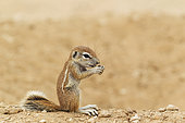 Cape Ground Squirrel (Xerus inauris). Young. Feeding at its burrow. Kalahari Desert, Kgalagadi Transfrontier Park, South Africa.