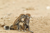 Cape Ground Squirrel (Xerus inauris). Two young at their burrow. Kalahari Desert, Kgalagadi Transfrontier Park, South Africa.