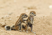 Cape Ground Squirrel (Xerus inauris). Two young at their burrow. Kalahari Desert, Kgalagadi Transfrontier Park, South Africa.