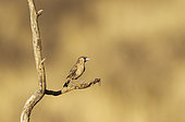Sociable Weaver (Philetairus socius). Perching in the vicinity of its nest. Kalahari Desert, Kgalagadi Transfrontier Park, South Africa.