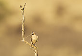 Sociable Weaver (Philetairus socius). Perching in the vicinity of its nest. The blade of grass will be used to keep extending the nest. Kalahari Desert, Kgalagadi Transfrontier Park, South Africa.
