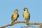 Sociable Weaver (Philetairus socius). Perching in the vicinity of their nest. Kalahari Desert, Kgalagadi Transfrontier Park, South Africa.