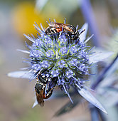 Plasterer Bee (Hylaeus variegatus) on Plains eryngo (Eryngium planum), Regional Natural Park of Northern Vosges, France