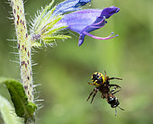 Crab spider (Synaema globosum) having captured a Small carpenter bee (Ceratina chalybea), Mont Ventoux, Provence, France