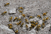 Sea-aster Colletes Bee (Colletes halophilus) males waiting for females on nesting colony to mate, Pointe du Raz, Cap Sizun Nature Reserve, Brittany, France