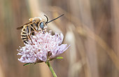 Cuckoo Bee (Tetraloniella strigata) male on Small Scabious (Scabiosa columbaria), Mont Ventoux, Provence, France