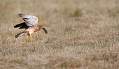 Common Kestrel (Falco tinnunculus) flight with a Vole, Regional Natural Park of Northern Vosges, France