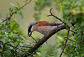 Red-backed Shrike (Lanius collurio) male skewing a chafer on a thorn, Northern Vosges Regional Nature Park, France
